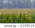 うまそうなトウモロコシ畑 2159519