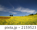 天空の菜の花畑 2159523