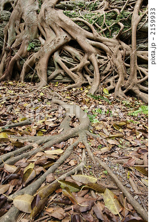 あこう あこう 2159933