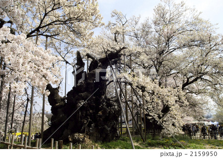 日本最古の桜、神代桜 2159950
