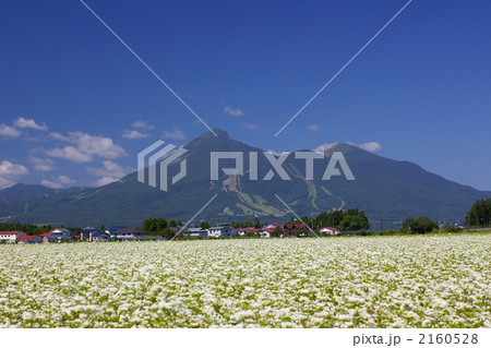 磐梯山と蕎麦畑 2160528