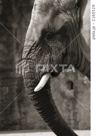 アフリカ象 2160529