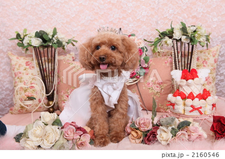 わんこ ウェディング 犬 結婚 ドレスの写真素材