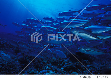 ギンガメアジの群 2160635