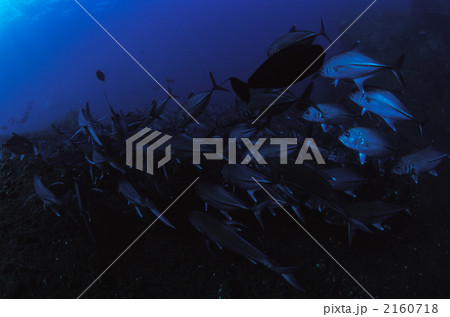 ギンガメアジの群 2160718