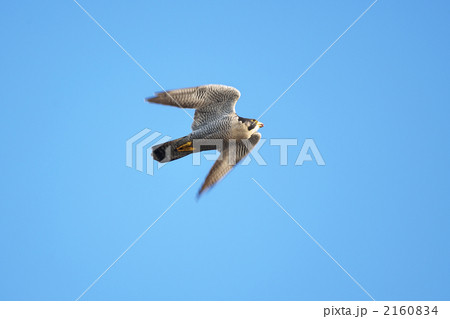 ハヤブサ 2160834