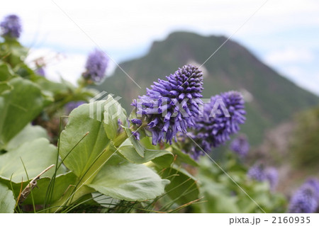 八ヶ岳（赤岳）とウルップソウ 2160935