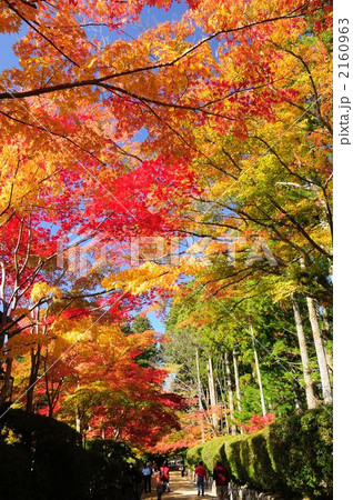 蛇腹道の紅葉 2160963