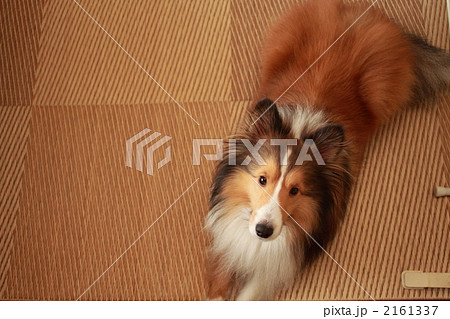 シェルティ 2161337