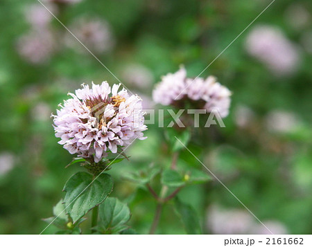 ラベンダーミントの花 2161662