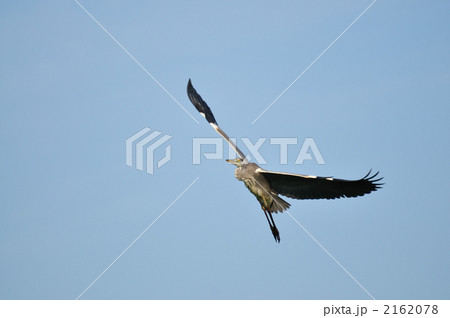 アオサギの飛行 2162078