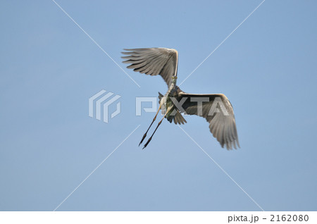 アオサギの飛行 2162080