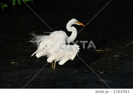 シラサギ 2162081