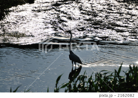 シラサギ 2162082