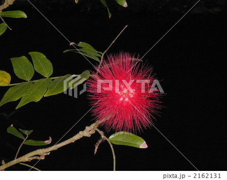 オヒア・レアフ 2162131