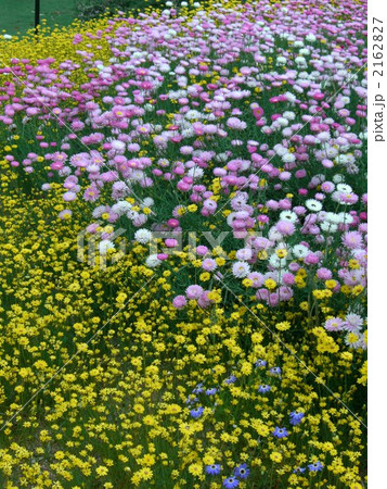 ワイルドフラワー2 2162827