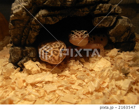 ヒョウモントカゲモドキ親子 ヒョウモントカゲモドキ親子 2163547