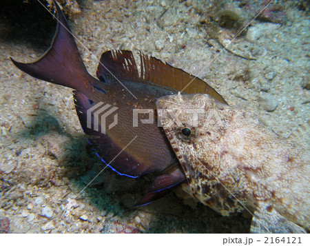 エソの補食 2164121