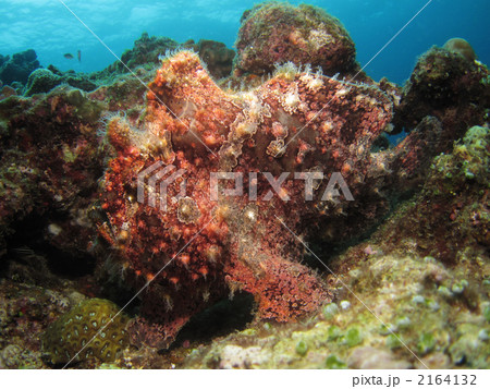 オオモンカエルアンコウ 2164132