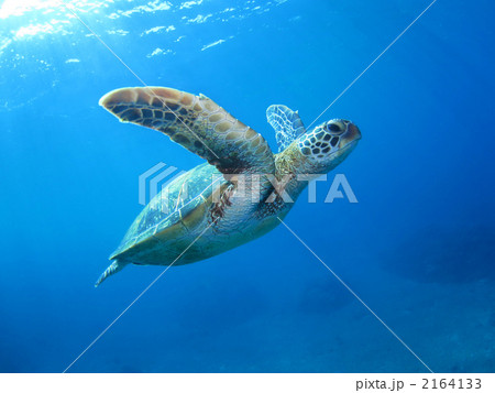 アオウミガメ 2164133