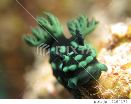 トサカリュウグウウミウシ トサカリュウグウウミウシ 2164172