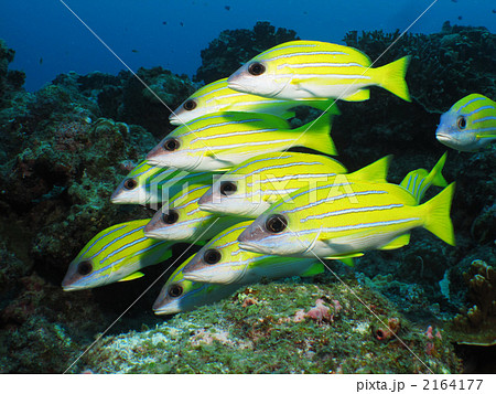 ヨスジフエダイ 2164177