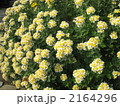 ハナイソギク 2164296
