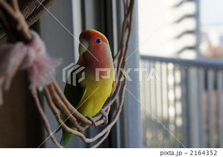 コザクラインコ 2164352