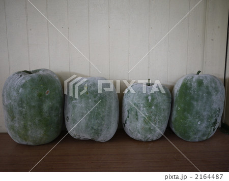 冬瓜 収穫 冬瓜 収穫 2164487
