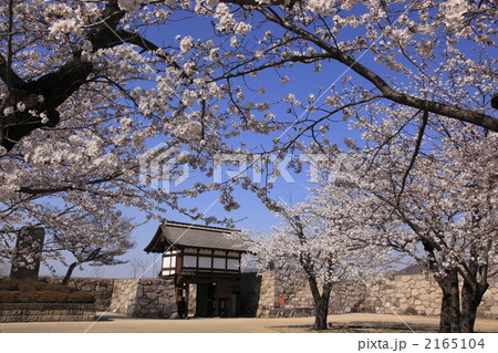 松代城の桜 松代城の桜 2165104