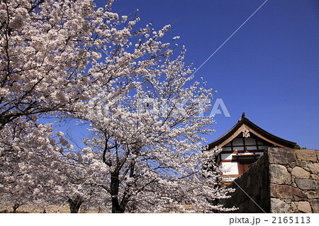 松代城の桜 2165113