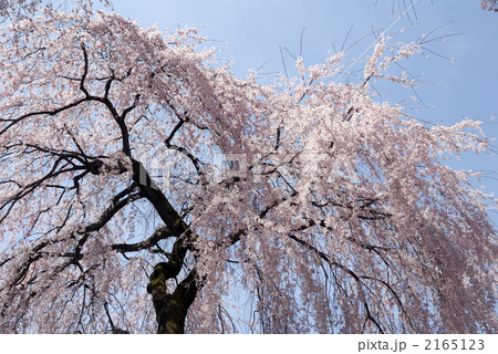 醍醐寺の枝垂れ桜 醍醐寺の枝垂れ桜 2165123