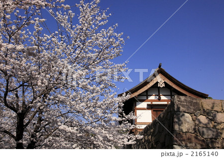 松代城の桜 2165140