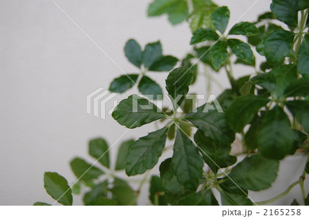 シュガーバイン 2165258