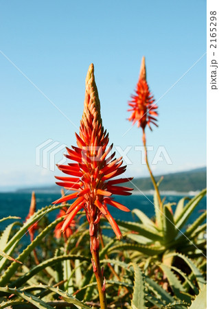 二本のアロエの花 二本のアロエの花 2165298