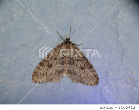 ミヤマフユナミシャク ミヤマフユナミシャク 2165412