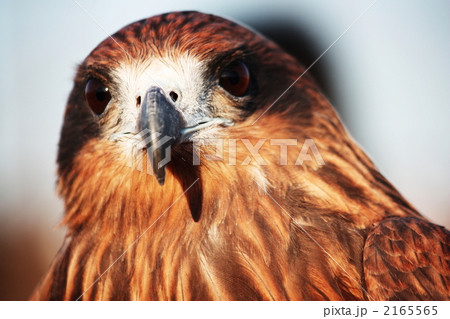 まなざし 2165565