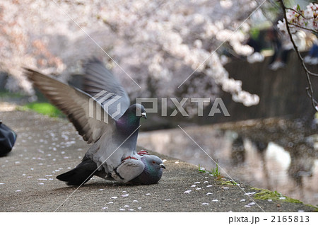 恋の季節 2165813