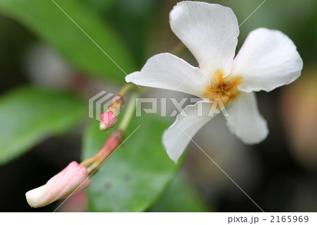 テイカカズラ 2165969