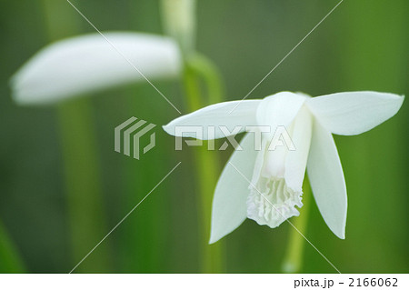 シロバナシラン 2166062