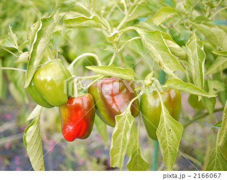 パプリカ 2166067