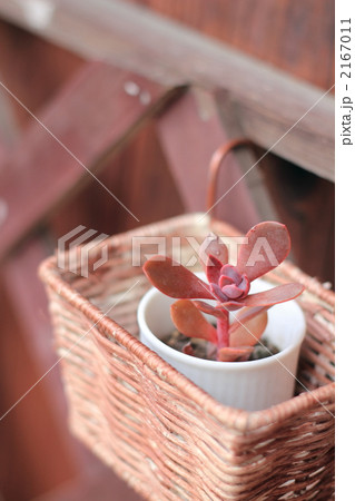 花いかだ 花いかだ 2167011