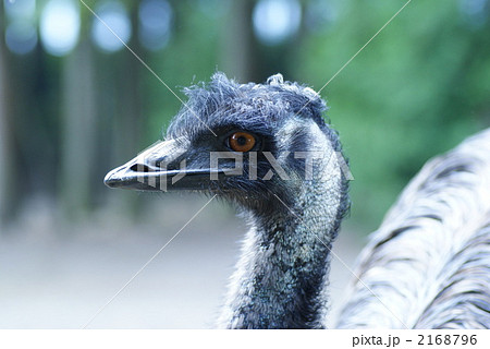 エミュー 2168796