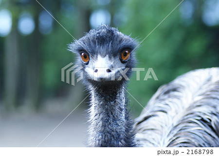 エミュー 2168798