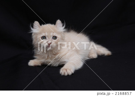 横になるアメリカンカールの仔猫 2168857