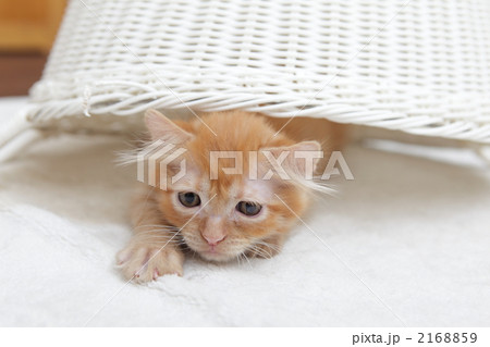 かごで遊ぶ仔猫 2168859