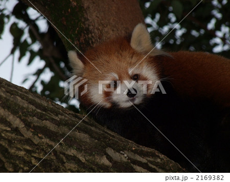レッサーパンダ 2169382