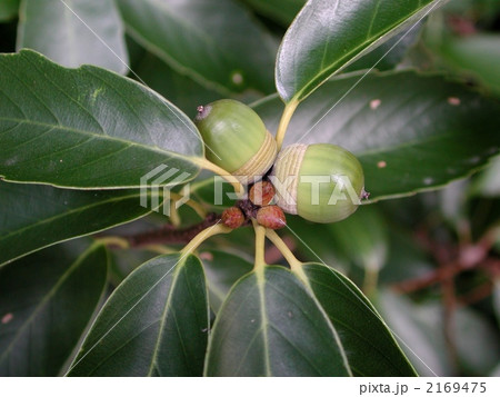 アラガシのドングリ 2169475