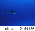 サメ 2169486