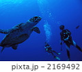 タイマイ 2169492